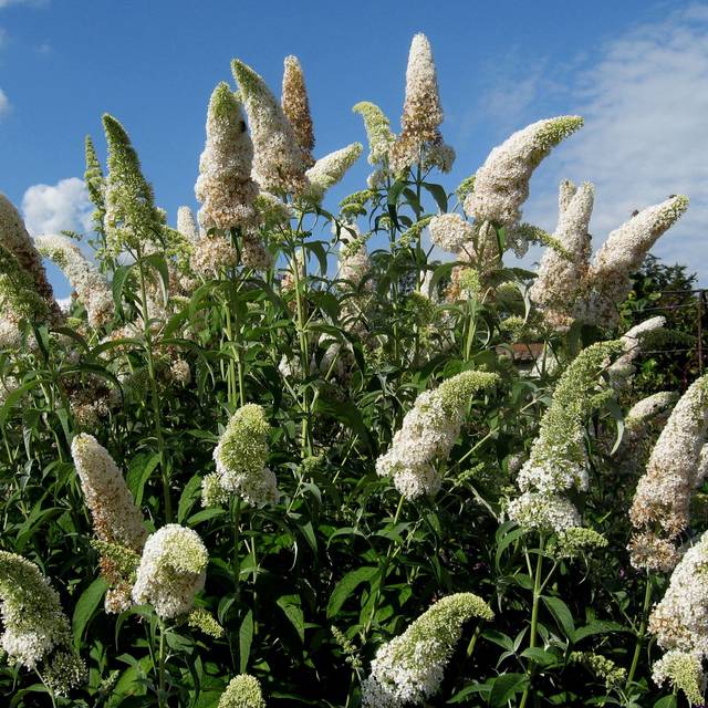 Arbre aux papillons 'White Profusion' (Buddleja davidii) (Ptelea / wikimedia)