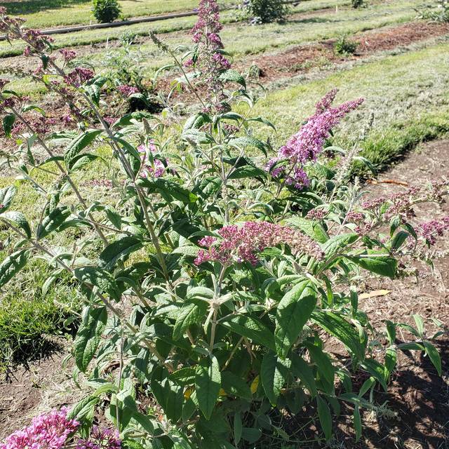 Arbre aux papillons 'Pink Delight' (Buddleja davidii) (Gail Langellotto / flickr.com)