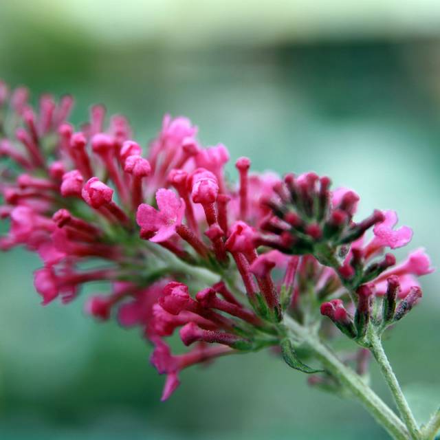 Arbre aux papillons Pink Delight (Buddleja davidii) - fleur (David J. Stang / Wikimedia)