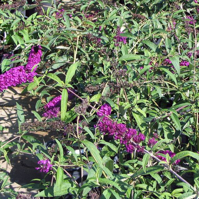 Buddleja davidii 'Royal Red'  (wikimedia)