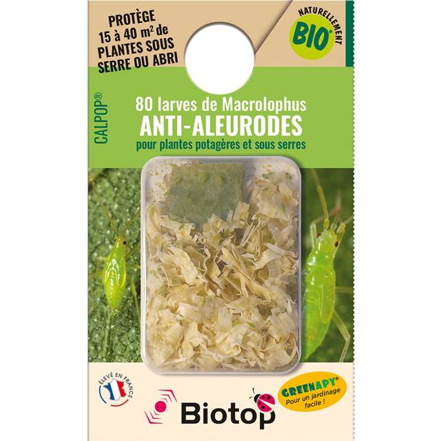 Calpop® Vivapack® Macrolophus contres les aleurodes - BIOTOP