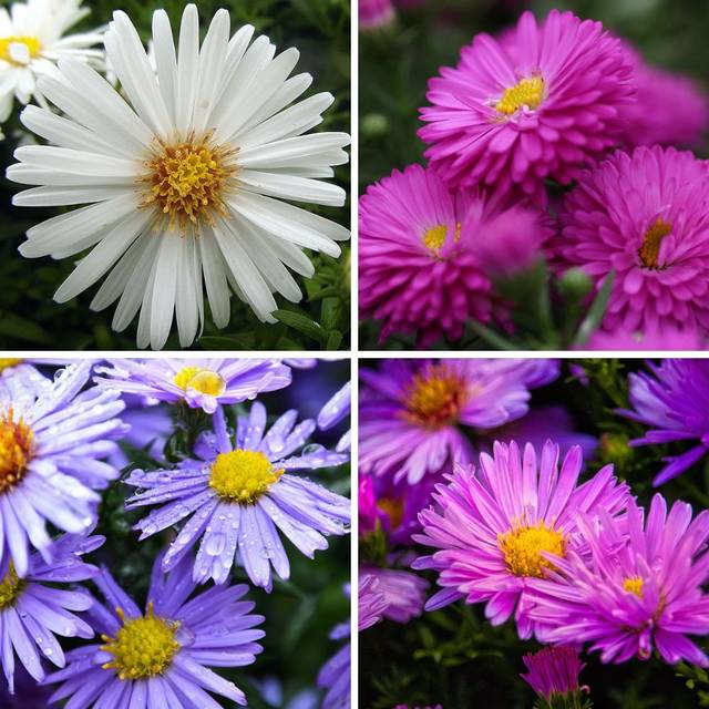 Asters d'automne - coloris variés (Pixabay.com)