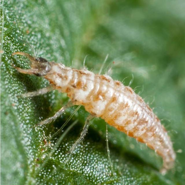 Chrysoperla carnea (Bioline Agrosciences)