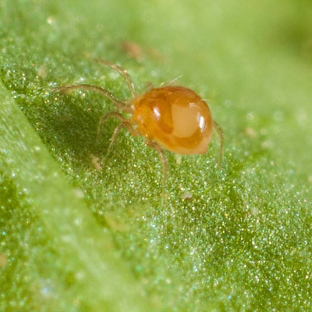 Phytoseiulus persimili (Bioline Agrosciences)