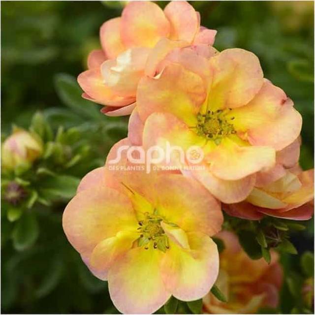 Potentille Double Punch® Peach - fleurs (Sapho)