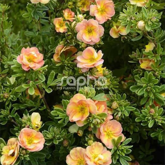 Potentille Double Punch® Peach (Sapho)