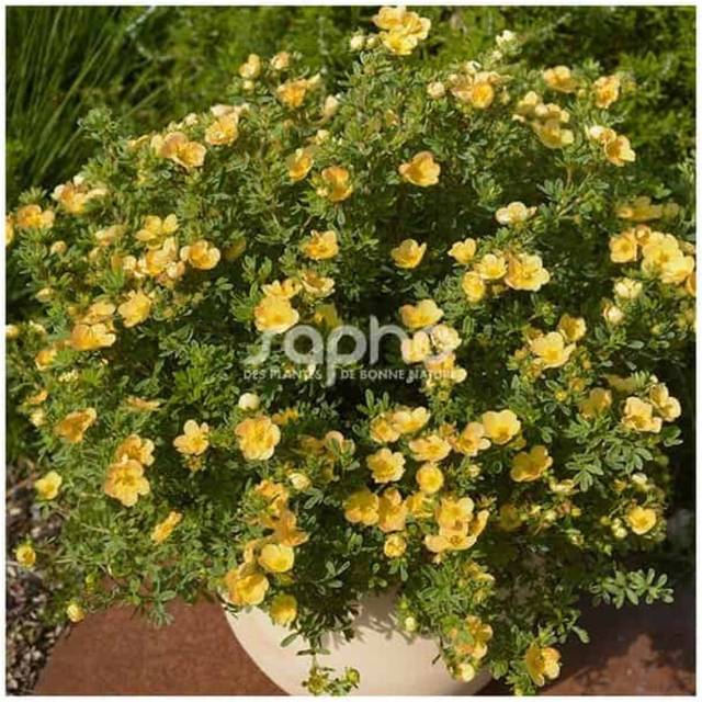 Potentille Double Punch® Peach - en pot (Sapho)
