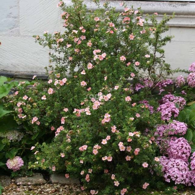 Potentille LOVELY PINK® - arbuste (Sapho)