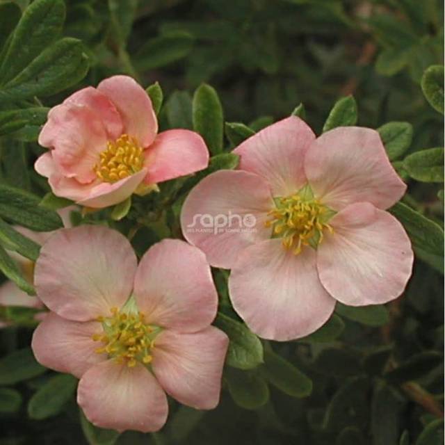 Potentille LOVELY PINK® - fleurs (Sapho)