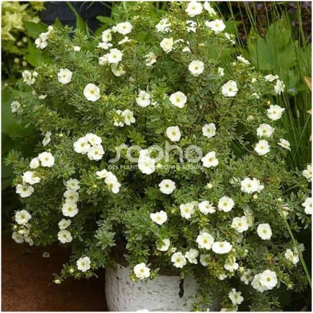 Potentille Double Punch® Cream - en pot (Sapho)
