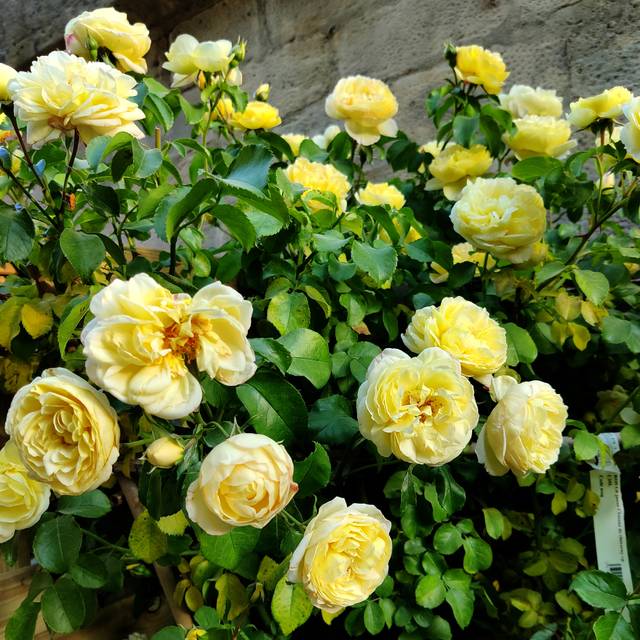 Rosier Château de Cherveny (obt. Delbard) (X.G. / Gerbeaud.com)