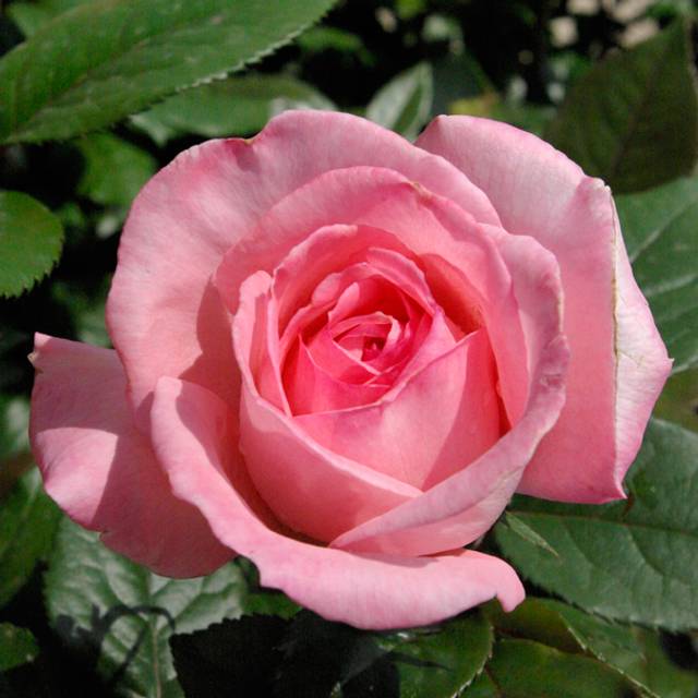 Rosier Fragonard® (Pépinières Georges Delbard)