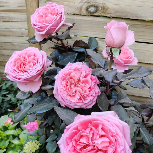 Rosier Fragonard (obt. Delbard) (X.G. / Gerbeaud.com)