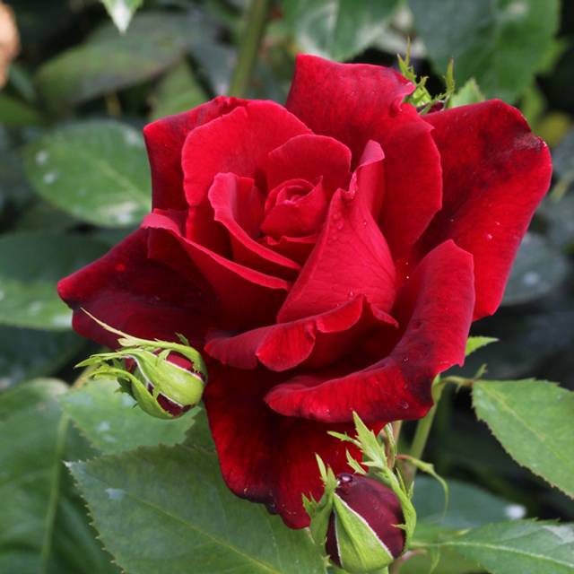 Rosier Château D´Amboise® (Pépinières Georges Delbard)