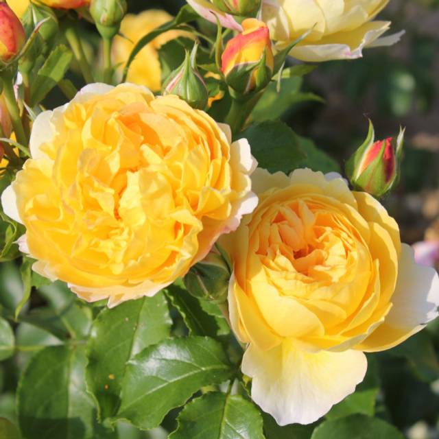 Rosier Château de Cheverny® (Pépinières Georges Delbard)