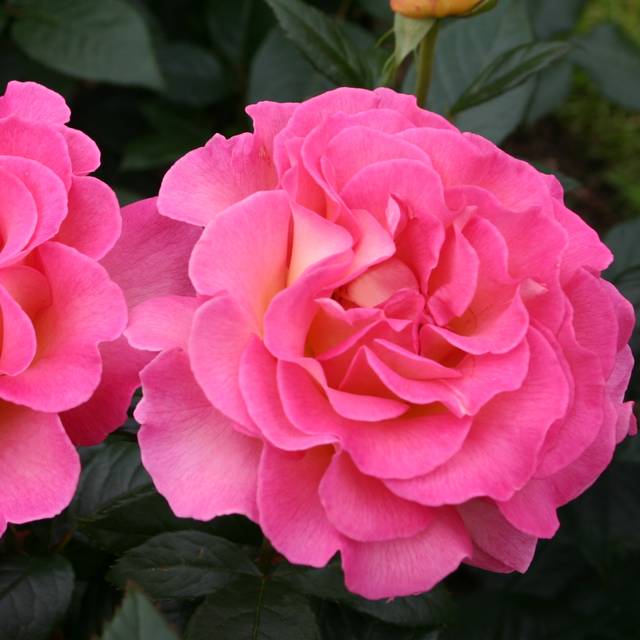 Rose 'Pink Paradise' (Pépinières Georges Delbard)
