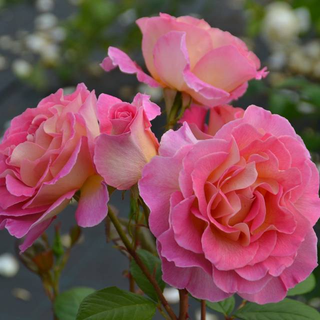 Rose 'Pink Paradise' (Pépinières Georges Delbard)