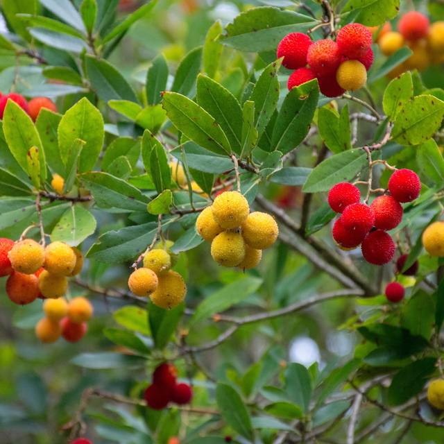 Arbousier - Arbutus unedo - Fruits (hjrivas / PIxabay)