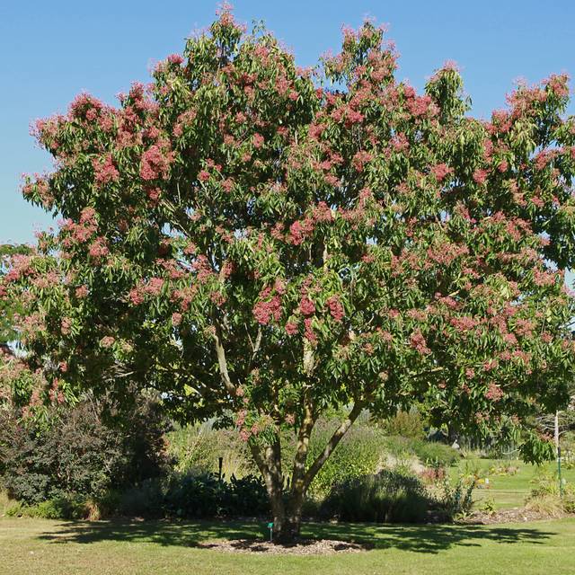 Tetradium danielii - Arbre à miel (hcast / Adobe Stock)