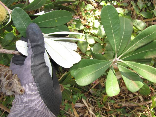 Banksia integrifolia : face inférieure et supérieure des feuilles