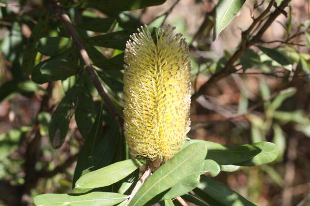 Banksia integrifolia : inflorescence