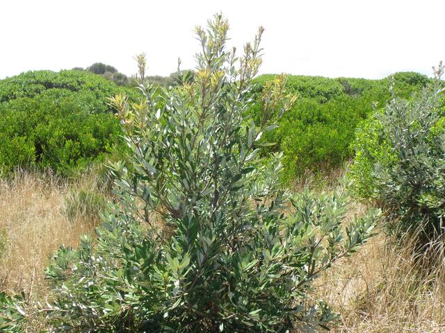 Jeune banksia integrifolia