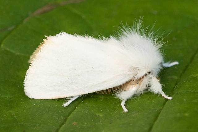 Papillon bombyx cul-brun ailes repliées