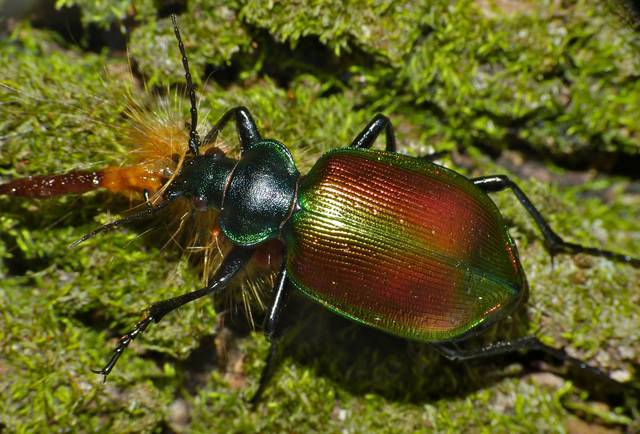 Calosoma sycophanta, prédateur de la chenille cul-brun