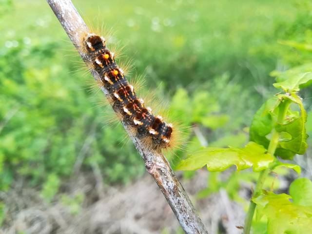 Chenille de bombyx cul brun