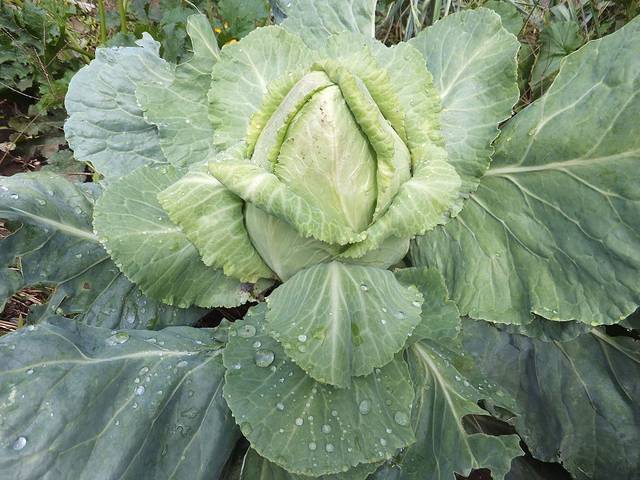 Brassica oleracea var. capitata f. acuta, chou cabus pointu