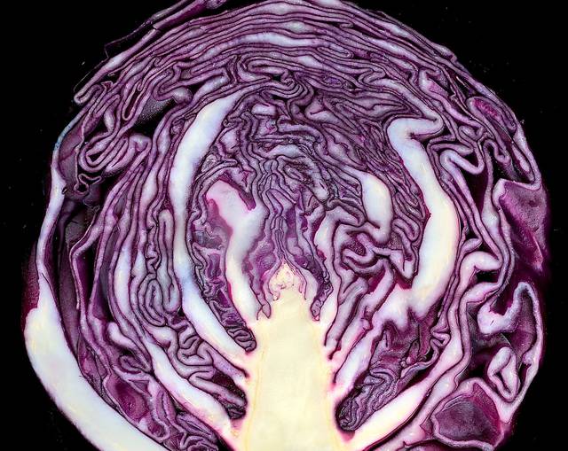 Brassica oleracea var. capitata f. rubra (