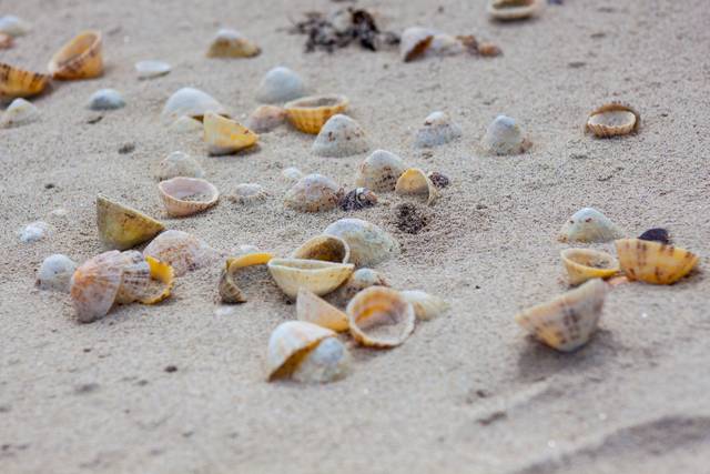 Coquillages sur la plage