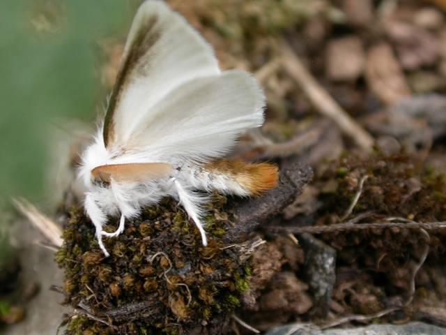 Papillon bombyx cul brun