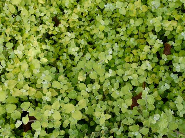Helichrysum petiolare Aureum