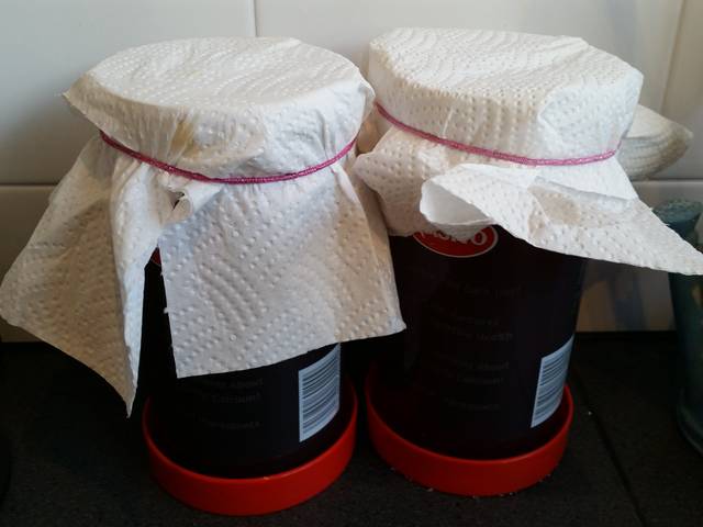 Kombucha en cours de fermentation