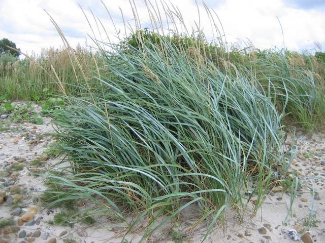 Leymus arenarius dans son habitat naturel