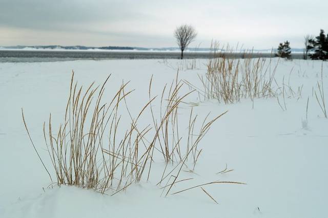 Leymus arenarius (blé d'azur) en hiver