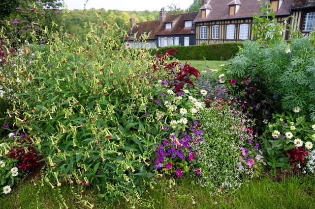 Massif fleuri dans un jardin normand