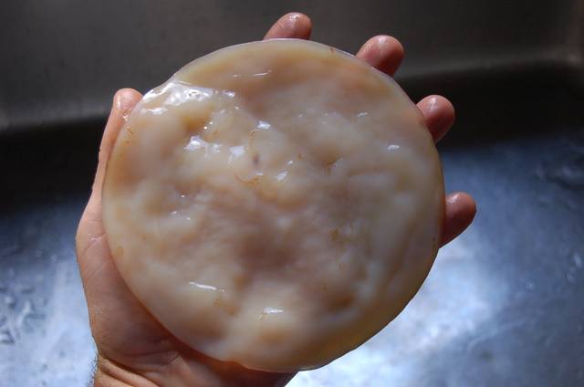 SCOBY : mère de kombucha