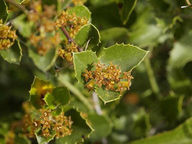 Fleurs de nerprun alaterne (Rhmanus alaternus)