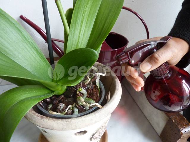 Entretenir une orchidée en pot : toutes nos astuces !