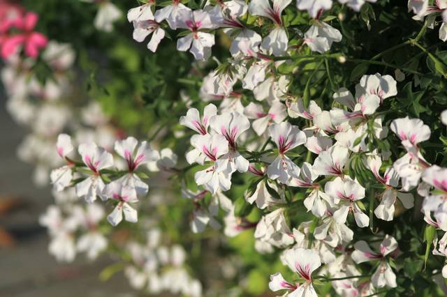 Pelargonium peltatum