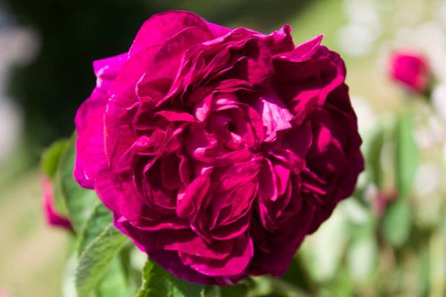Rosa gallica 'Charles de Mills'