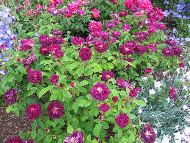 Rosa gallica 'Tuscany Superb'