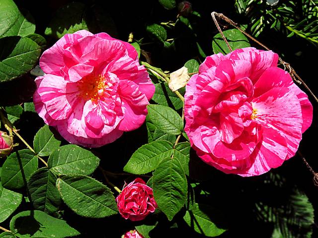 Rosa gallica 'Versicolor', 'Rosa Mundi'