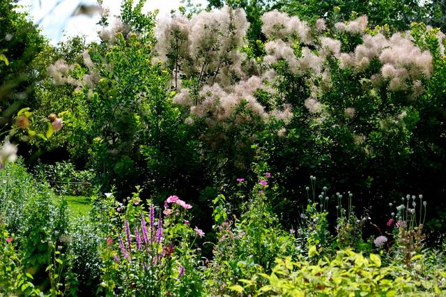 Tamarix en haie