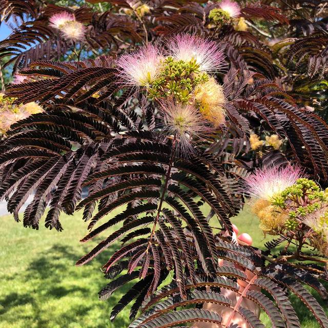 Arbre à soie 'Summer Chocolate' (Albizia) - fleurs et feuillage (Famartin / Wikimedia)