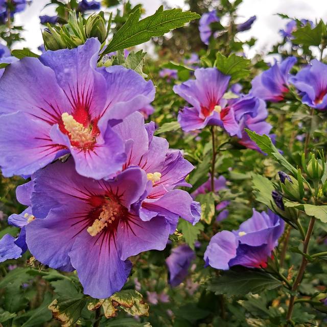 Hibiscus syriacus 'Oiseau Bleu' (Althéa) - fleurs (Dolf van der Haven / flickr.com)