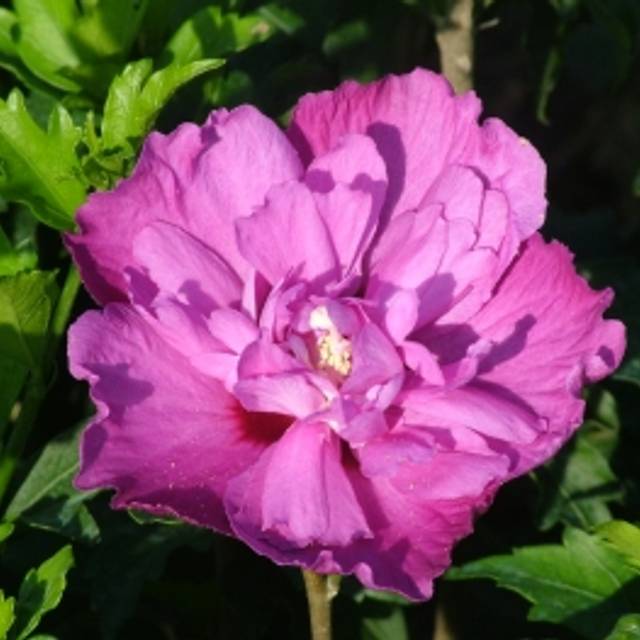 Hibiscus syriacus 'Purple Ruffles' (Althéa)  (André Briant Jeunes Plants)