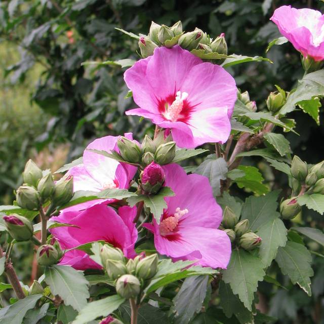 Hibiscus syriacus 'Woodbridge' (Althéa) - fleurs (Agnieszka Kwiecie?, Nova / Wikimedia)
